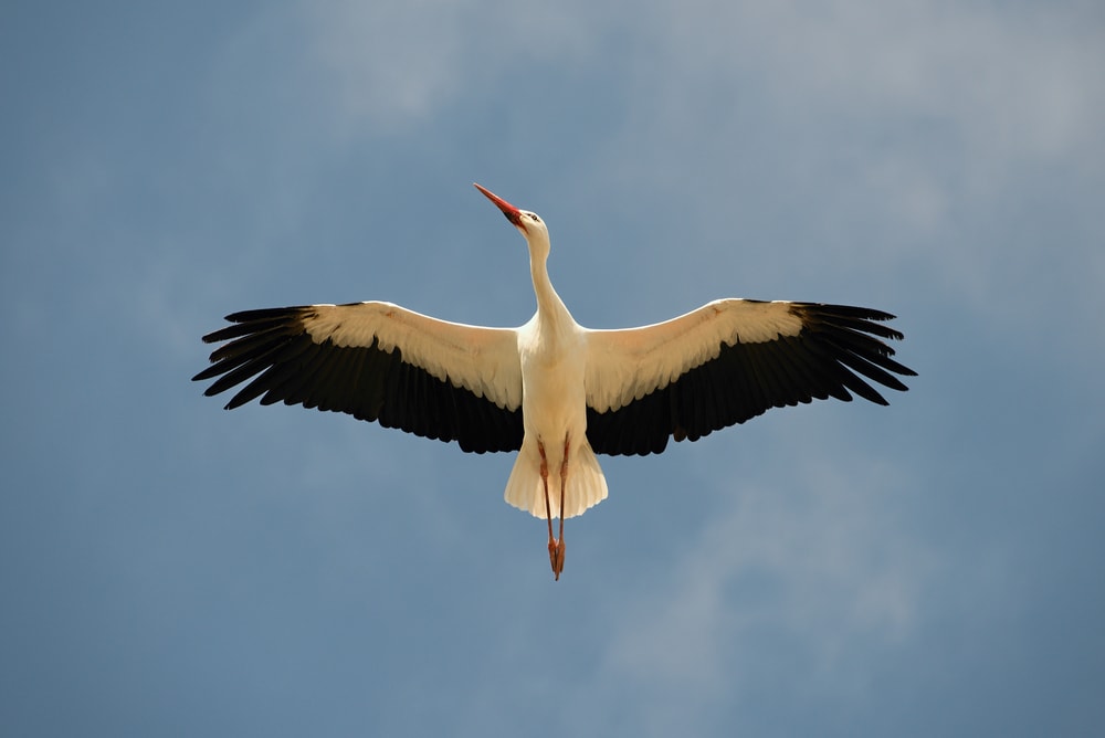 a white stork flying overhead showing its beautiful black and white plumage