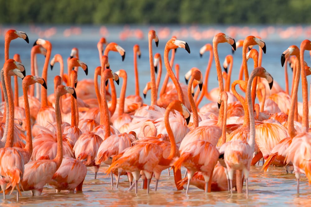 a flock of American flamingoes also known as Caribbean Flamingo at a lagoon of Celestun, Yucatan, Mexico