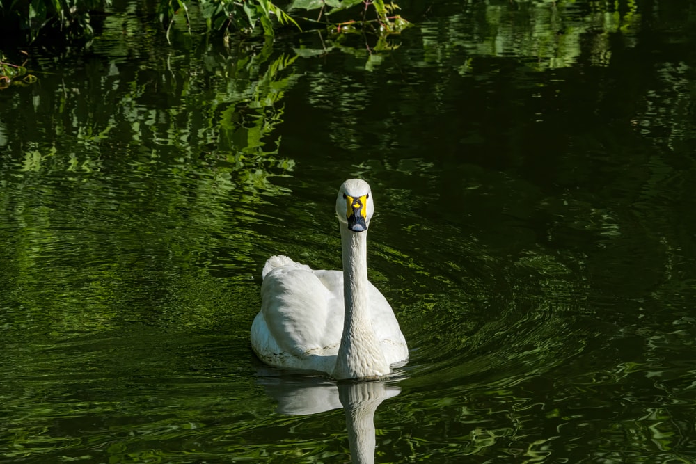 image of Bewick's swan  swimming in pond at zoo
