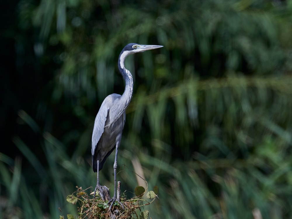 image of a black-headed heron at the top of her in a forest setting