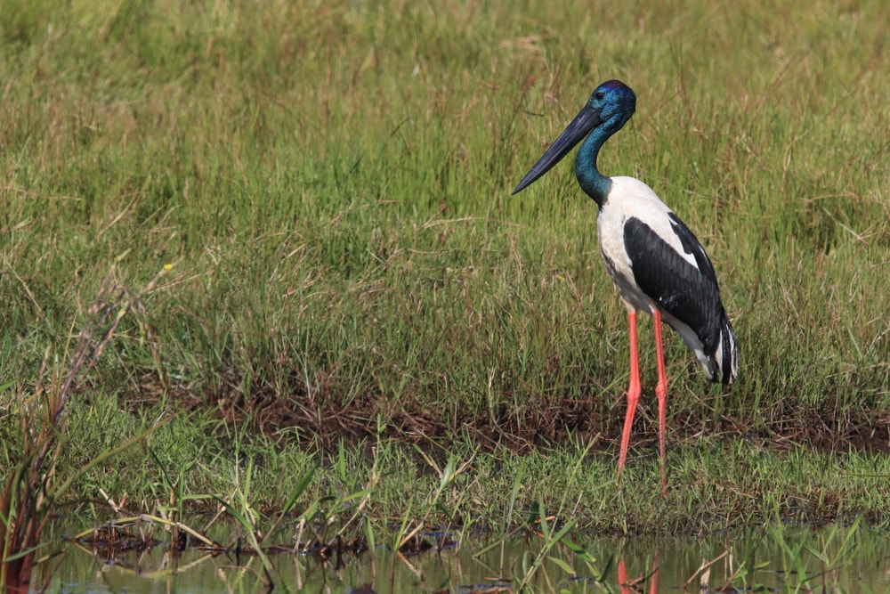 image of a black-necked stork in a marsh in Queensland, Australia