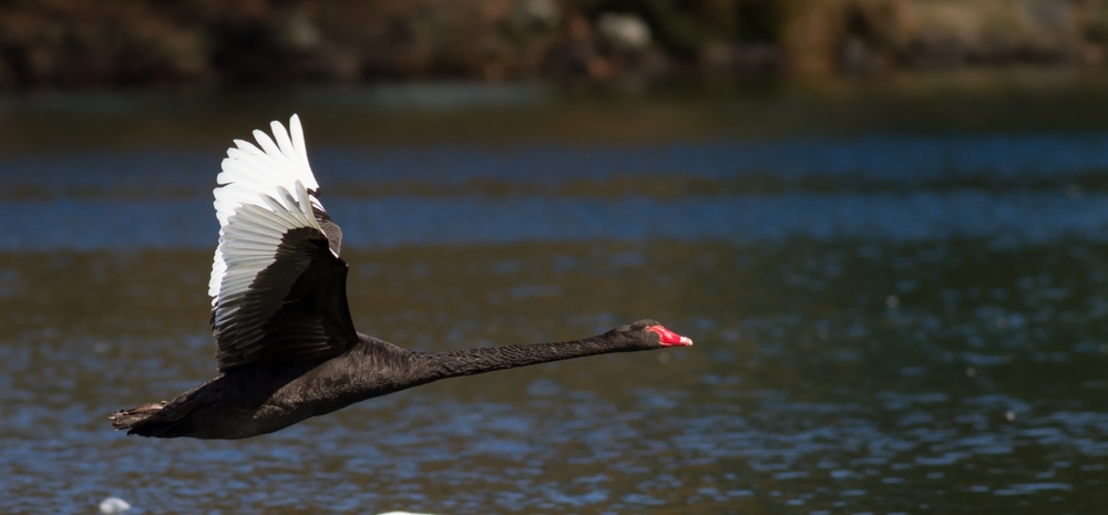 image of a black swan flying over a lake