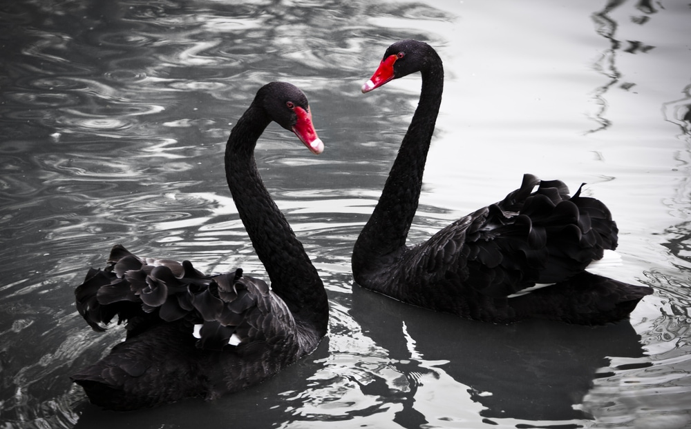 a pair of black swans floating in the water in Australia