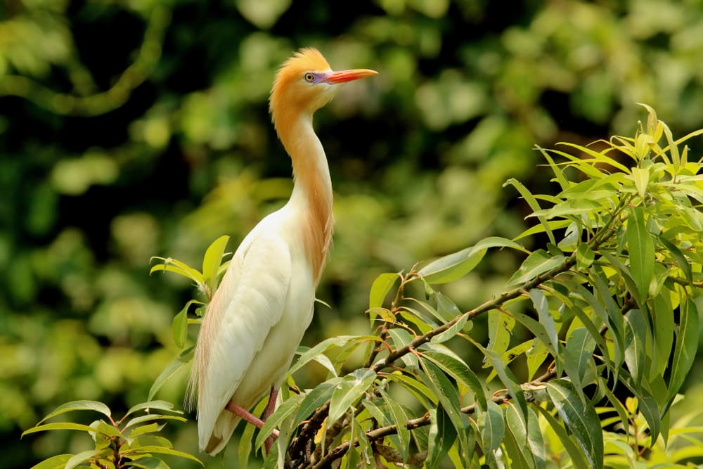 image of a cattle egret standing on a tree branch showing its long neck
