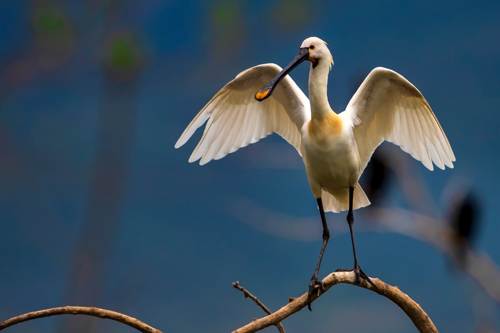 image of a Eurasian spoonbill perched on a tree branch in a sanctuary