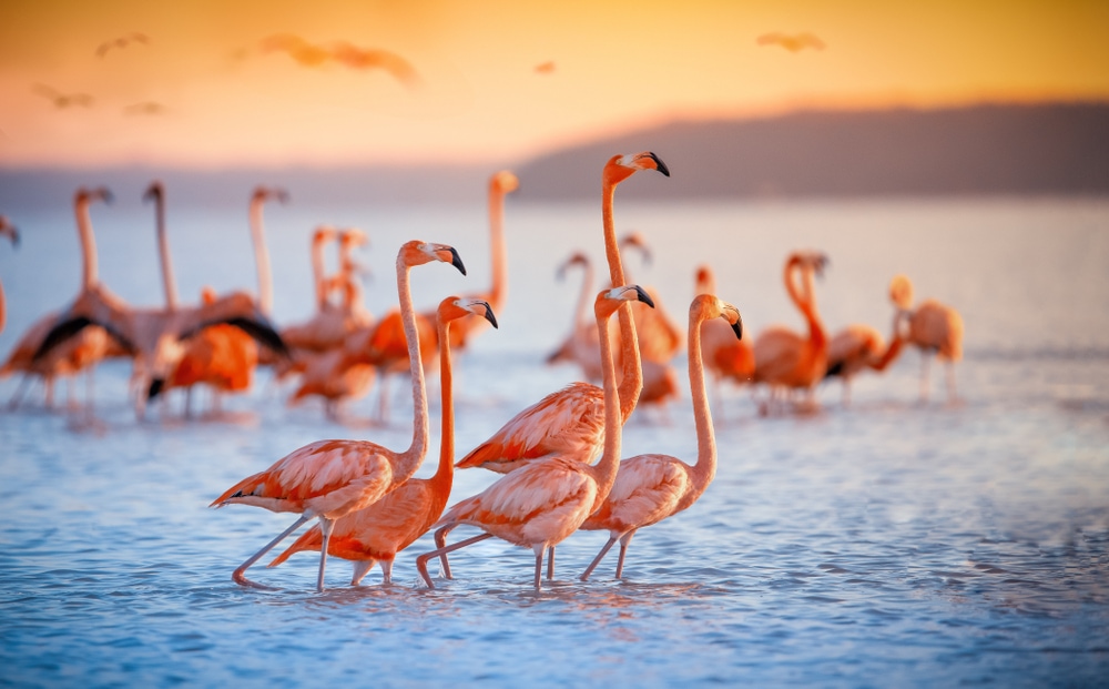 a flock of flamingoes walking on a lake during sunset
