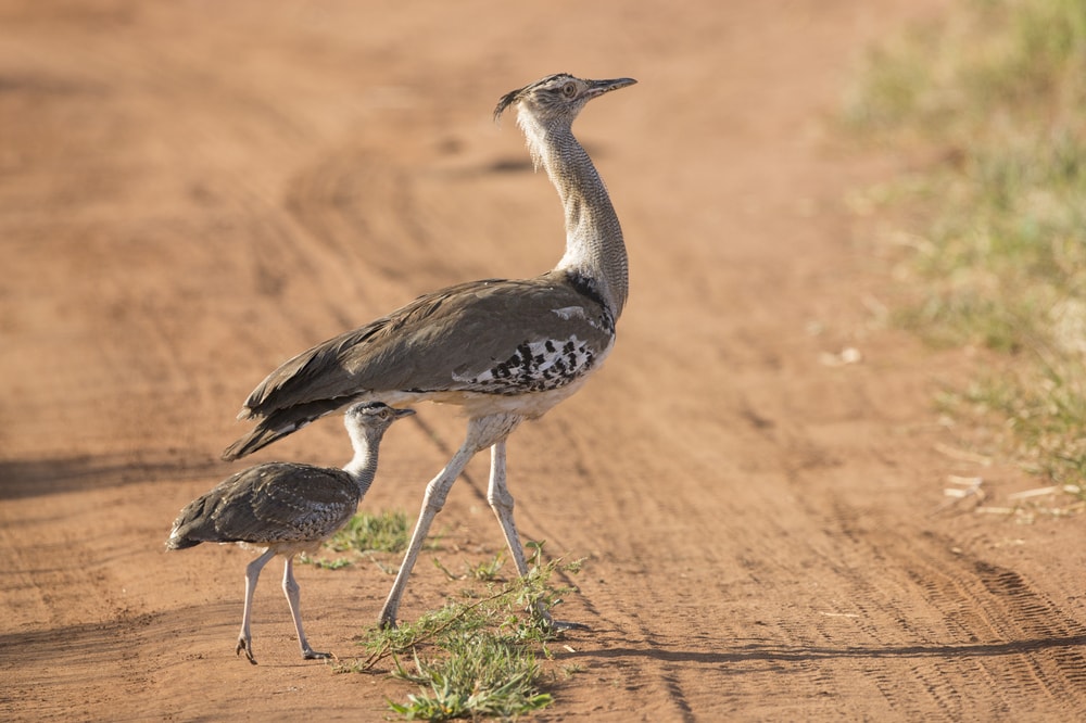 one of the birds with long necks in Africa, a kori bustard mother and her chick walking in Tarangire National Park in Tanzania
