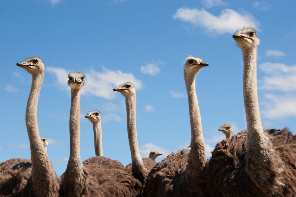 close up shot of a group of ostrich walking together on the open plains