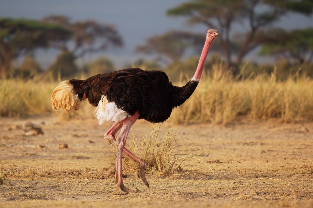image of an ostrich walking on a grassy plains in African savannah 