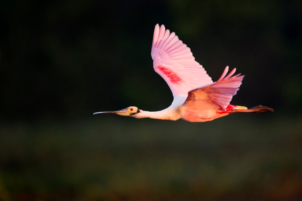 image of a bright pink roseate spoon bill in flight early in the morning