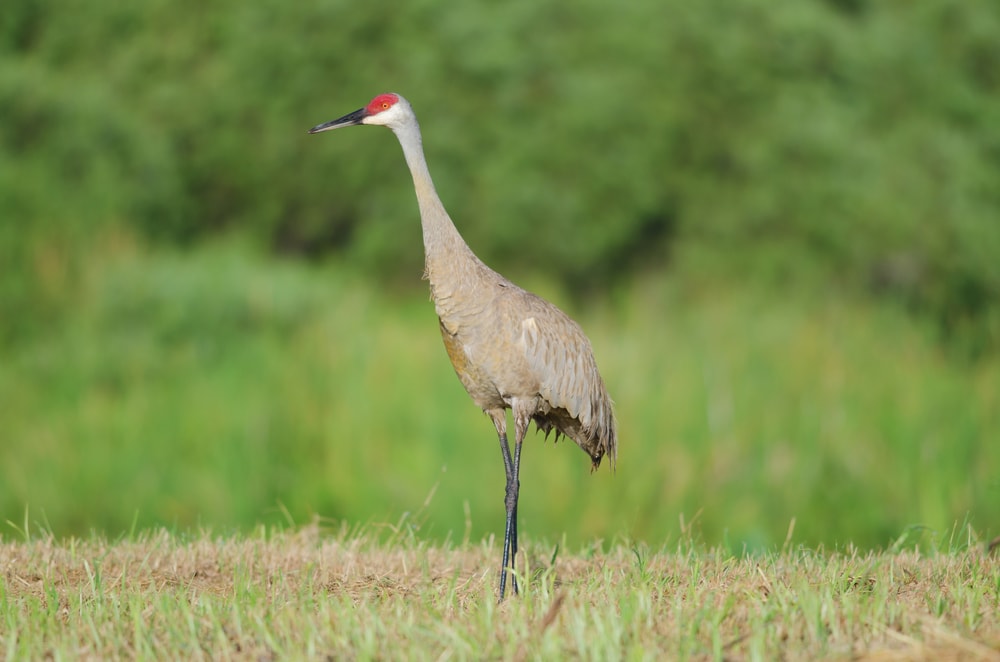 image of a sandhill crane standing tall in a marshland in Florida