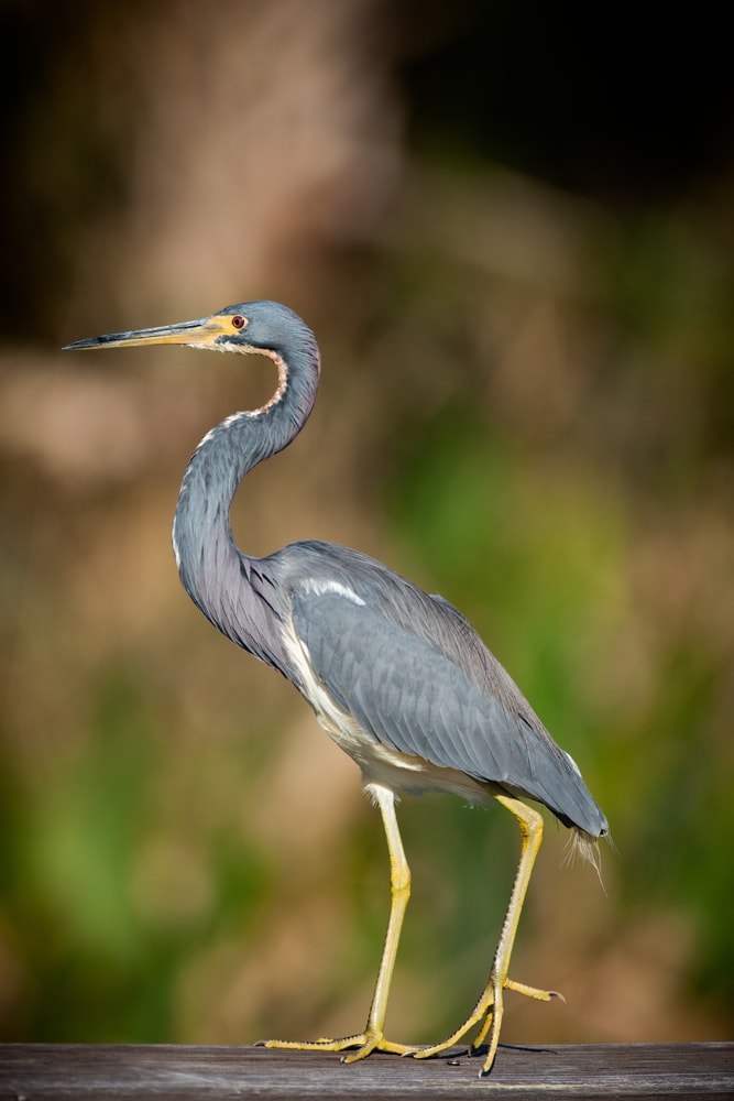 image of a tricolored heron at the Green Cay Nature Center in Boynton Beach, FL.