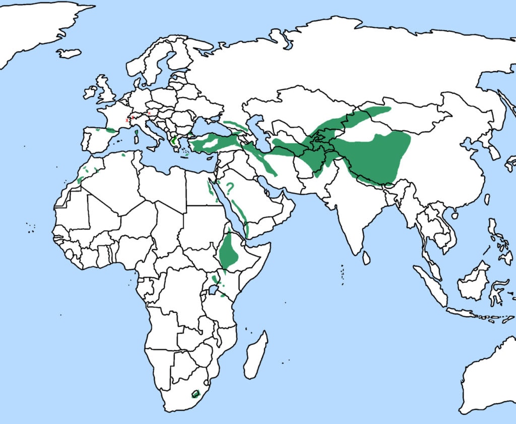 distribution map of the bearded vulture