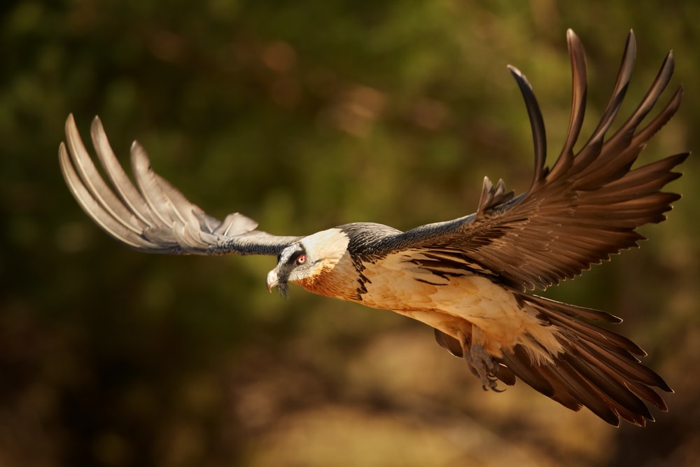 bearded vulture flying over dry grass