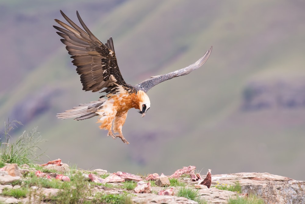 Adult bearded vulture landing on a rock ledge where bones have been placed.