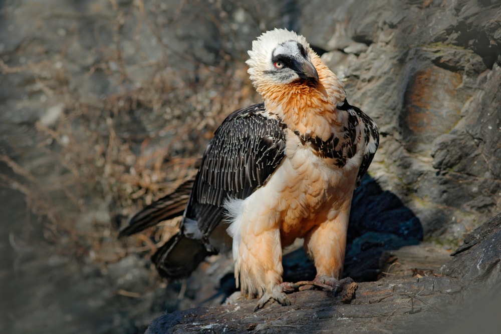 Bearded Vulture detailed portrait , sitting on the rock in Morocco