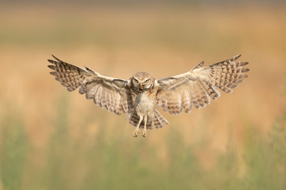 a burrowing owl in flight with a prey in its beak