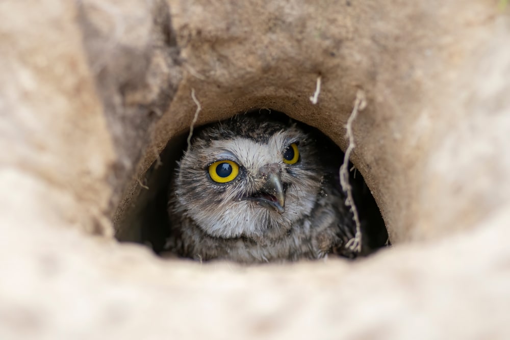 burrowing owl peeping from its burrow