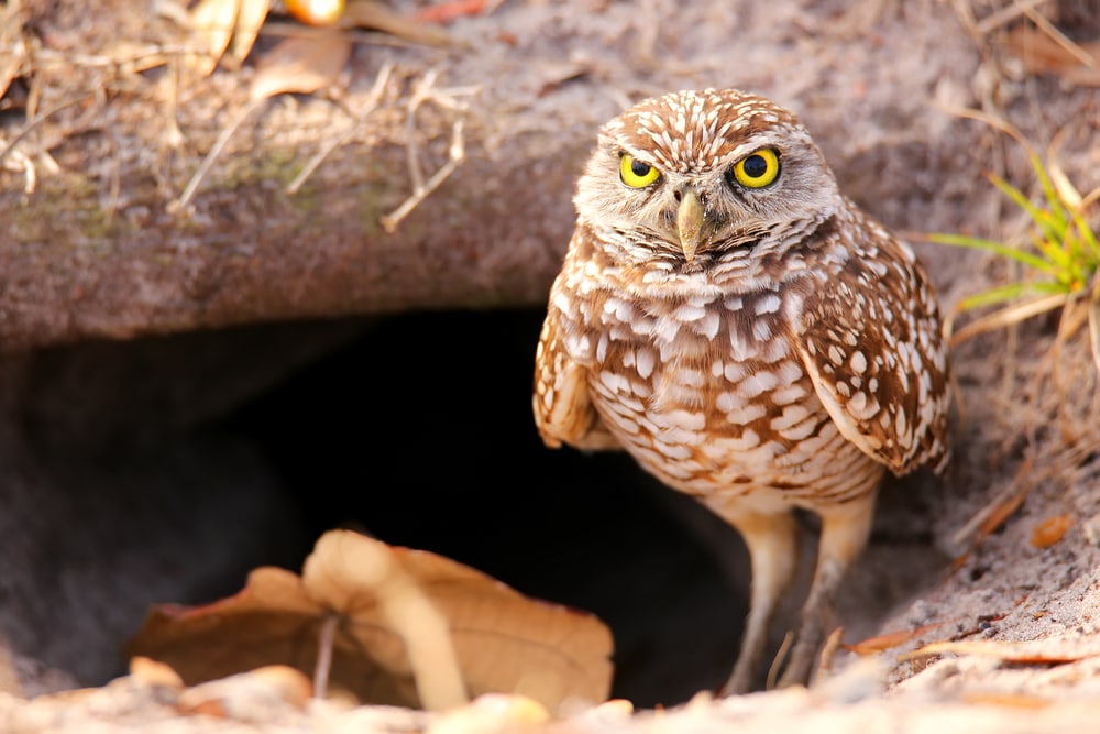 a burrowing owl standing in front of its burrow