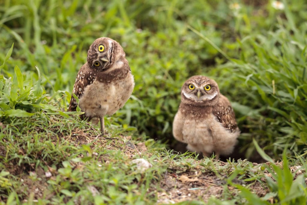 two burrowing owls on the ground in Florida
