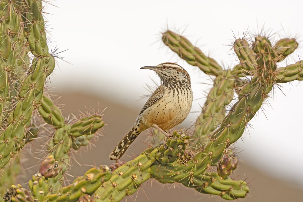Cactus Wren on a Cholla in Big Bend National Park in Texas