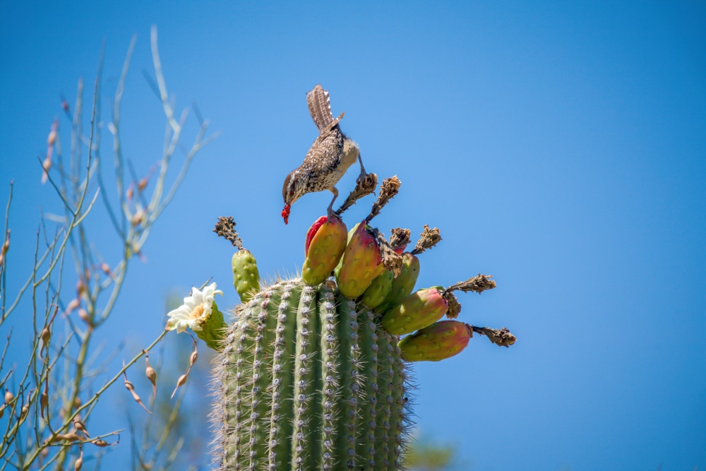 Cactus Wren eating Saguaro Cactus Fruit on top against sky