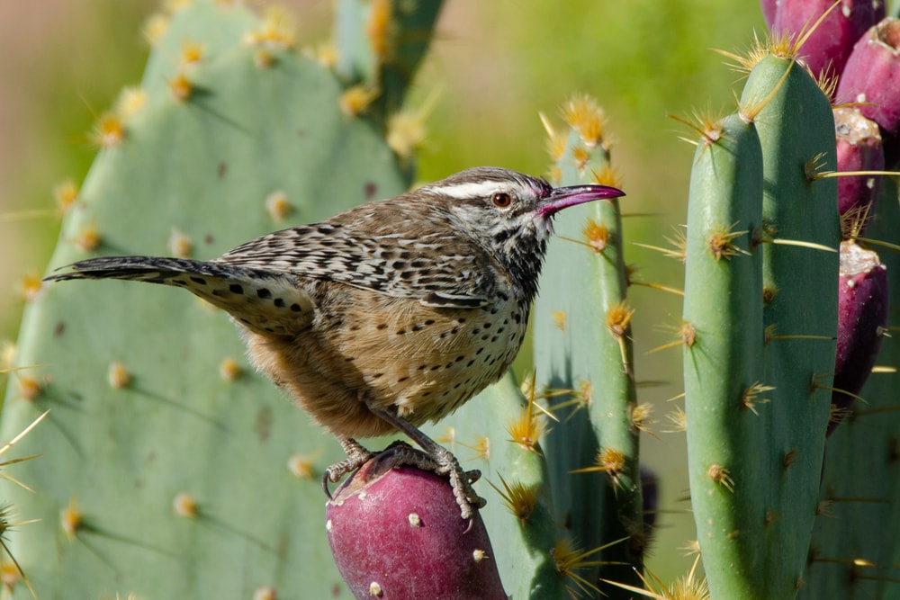 Cactus Wren perched on a prickly pear cactus fruit in southern Arizona.