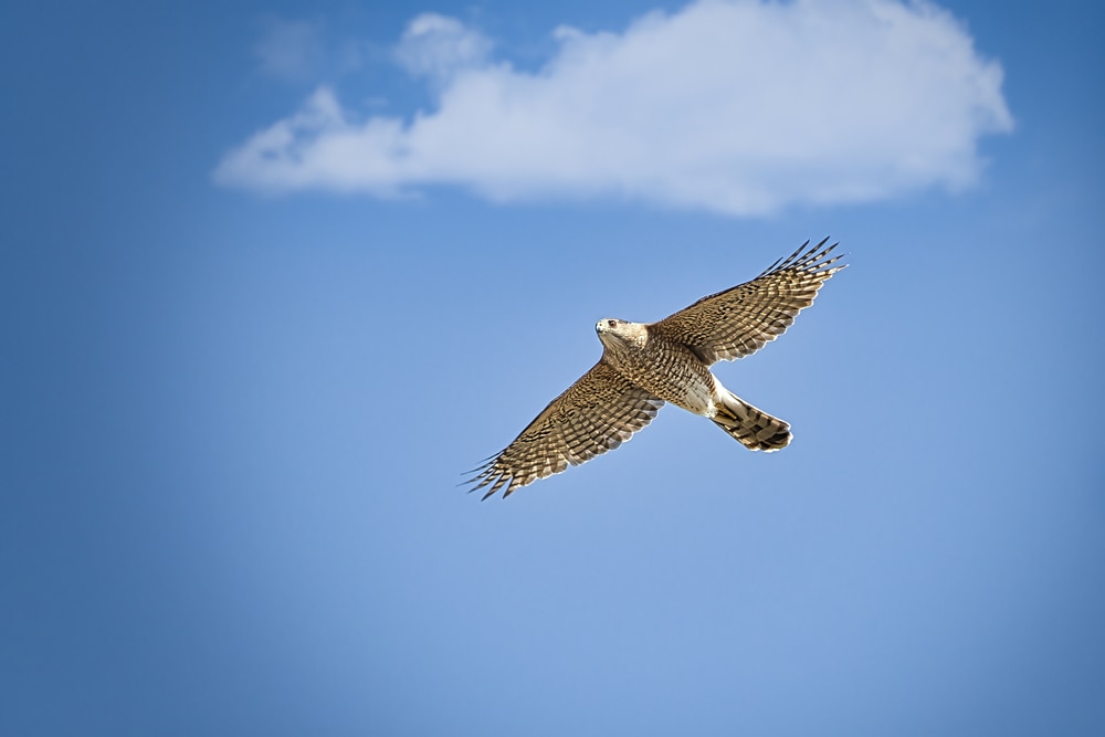 a cooper's falcon flying in the sky