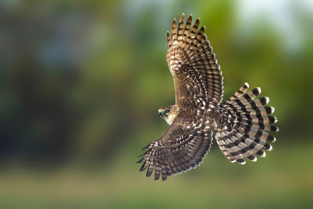 a cooper's Hawk during flight