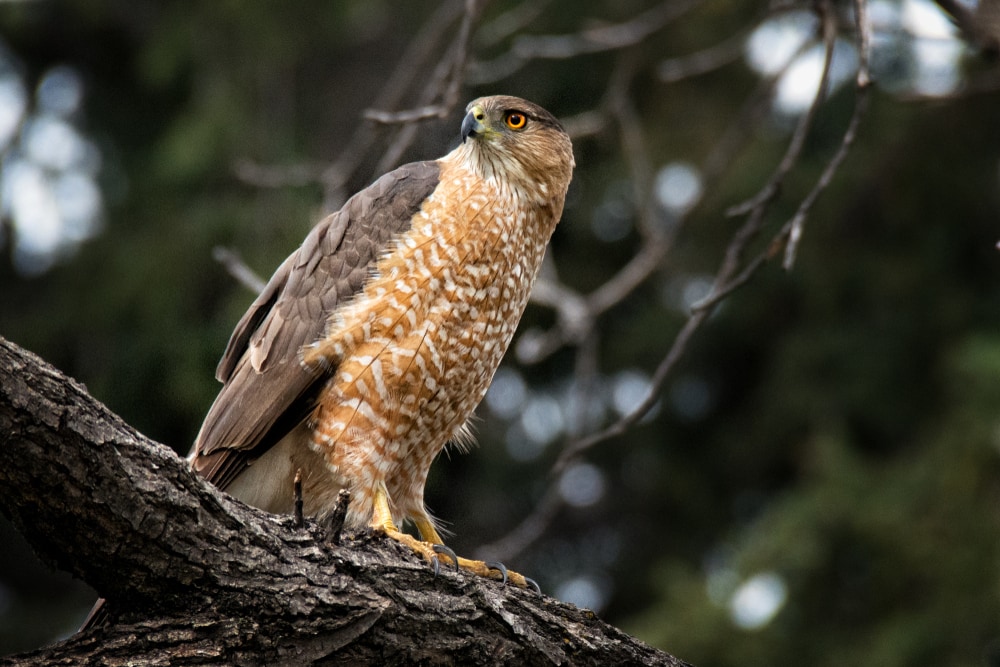 Cooper's Hawk perched on a tree at Colorado, USA