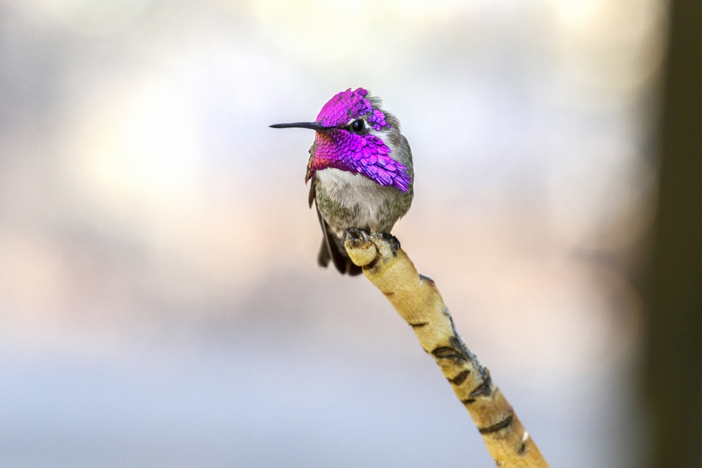 A male Costa’s hummingbird stands on the tip of a single branch