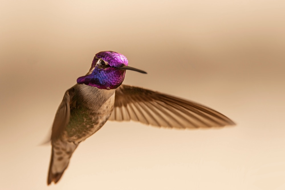 close up image of a costa's humming bird in flight