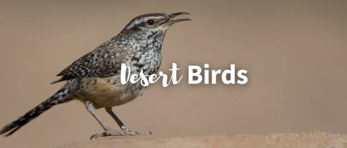 desert birds featured image