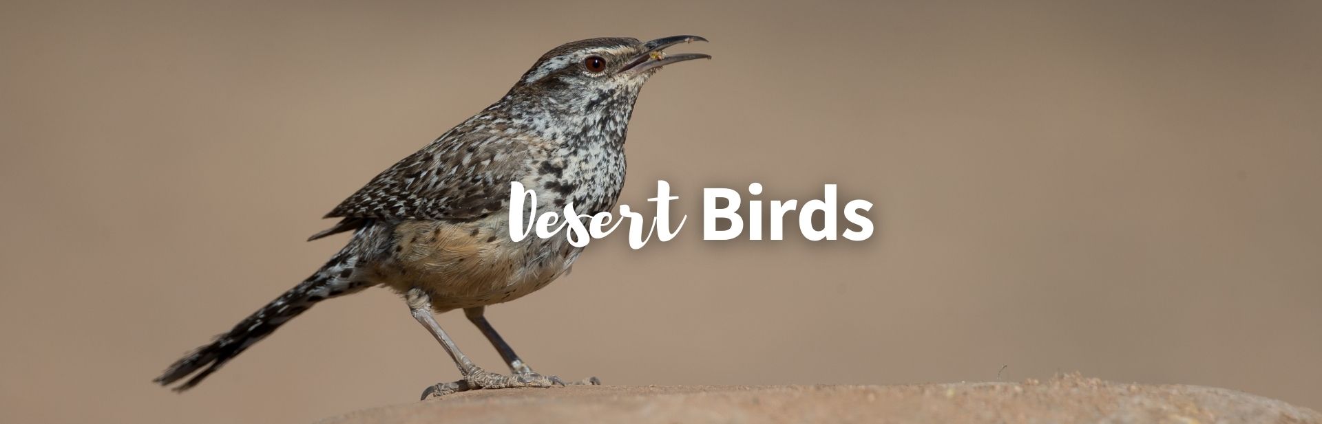10 Fascinating Desert Birds and Their Unique Adaptations