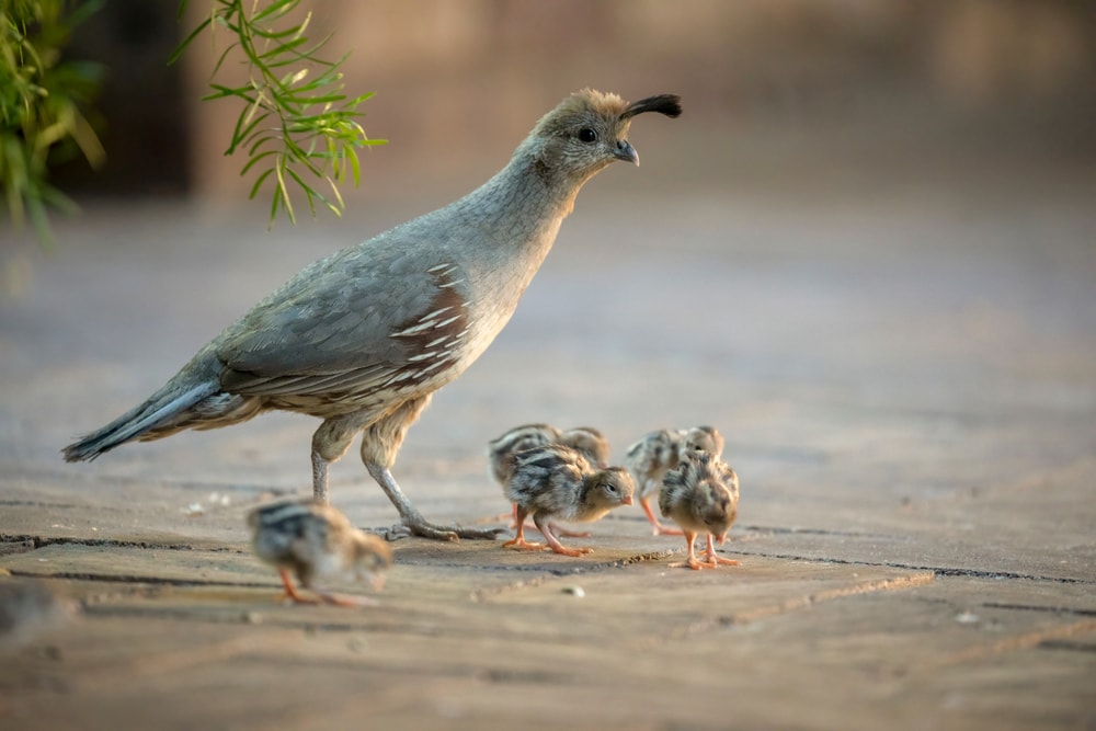 Mother Gambel's quail and newly hatched chicks.