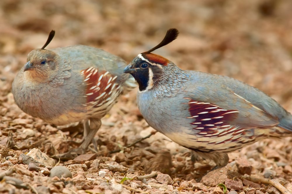 a male and female gambel's quail standing on the ground