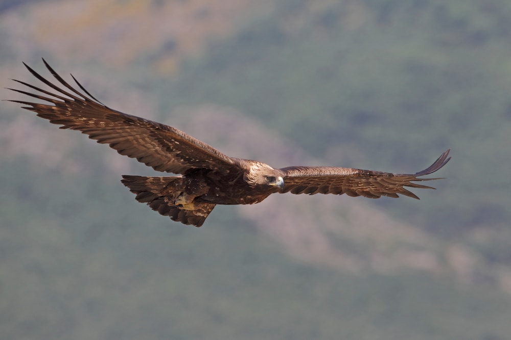 Golden eagle in flight over the mountains