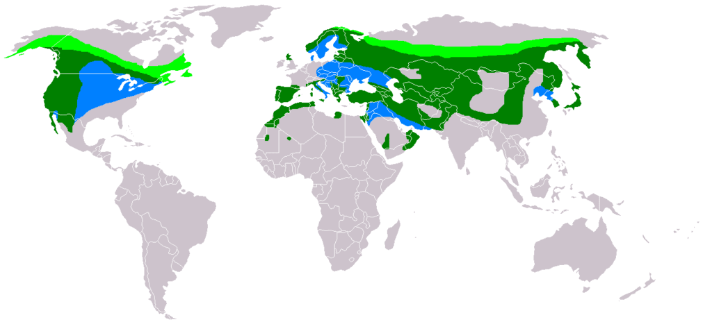 distribution map of the golden eagle 