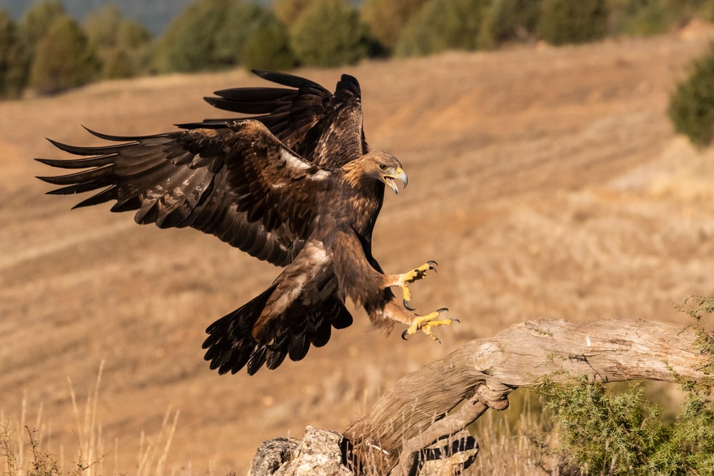 image of a desert birds, the golden eagle in flight landing on a tree branch