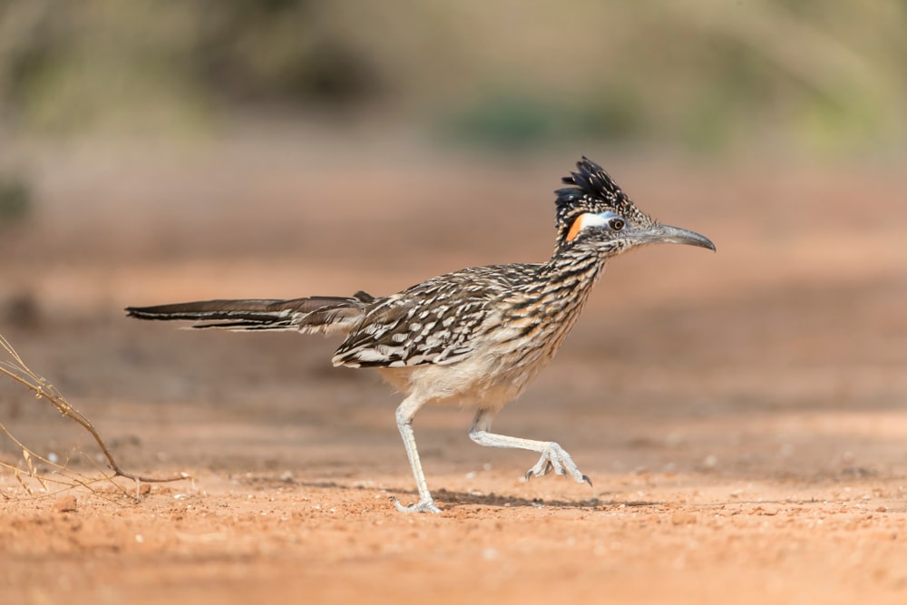 the greater roadrunner, one of the  desert birds, walking on a desert in Texas