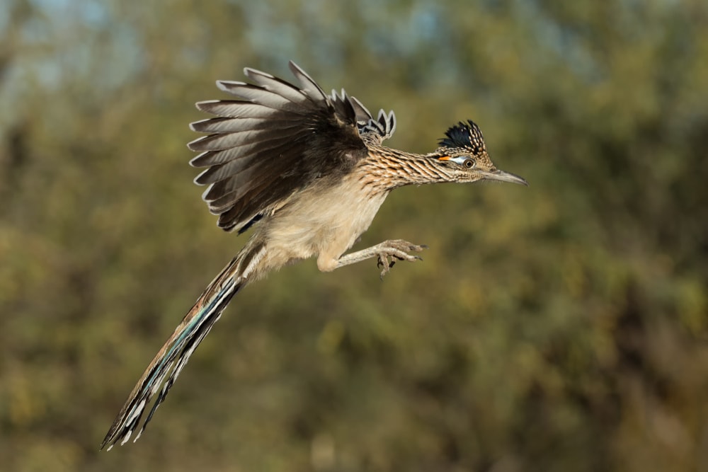 image of a greater roadrunner attempting to land