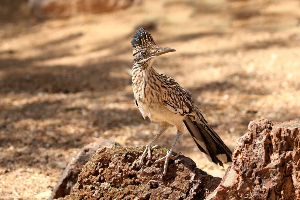 a desert roadrunner standing on a stone in a desert habitat