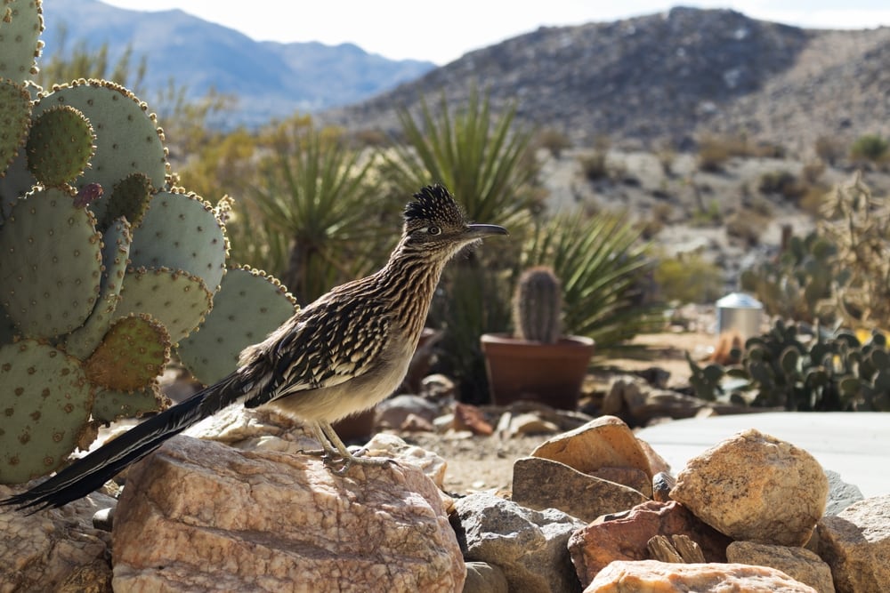 a greater roadrunner standing on a stone in a desert