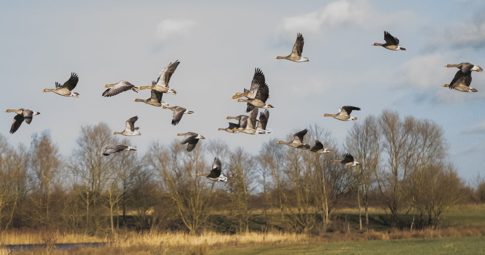 Flock of Greylag geese seen flying low level, migrating.