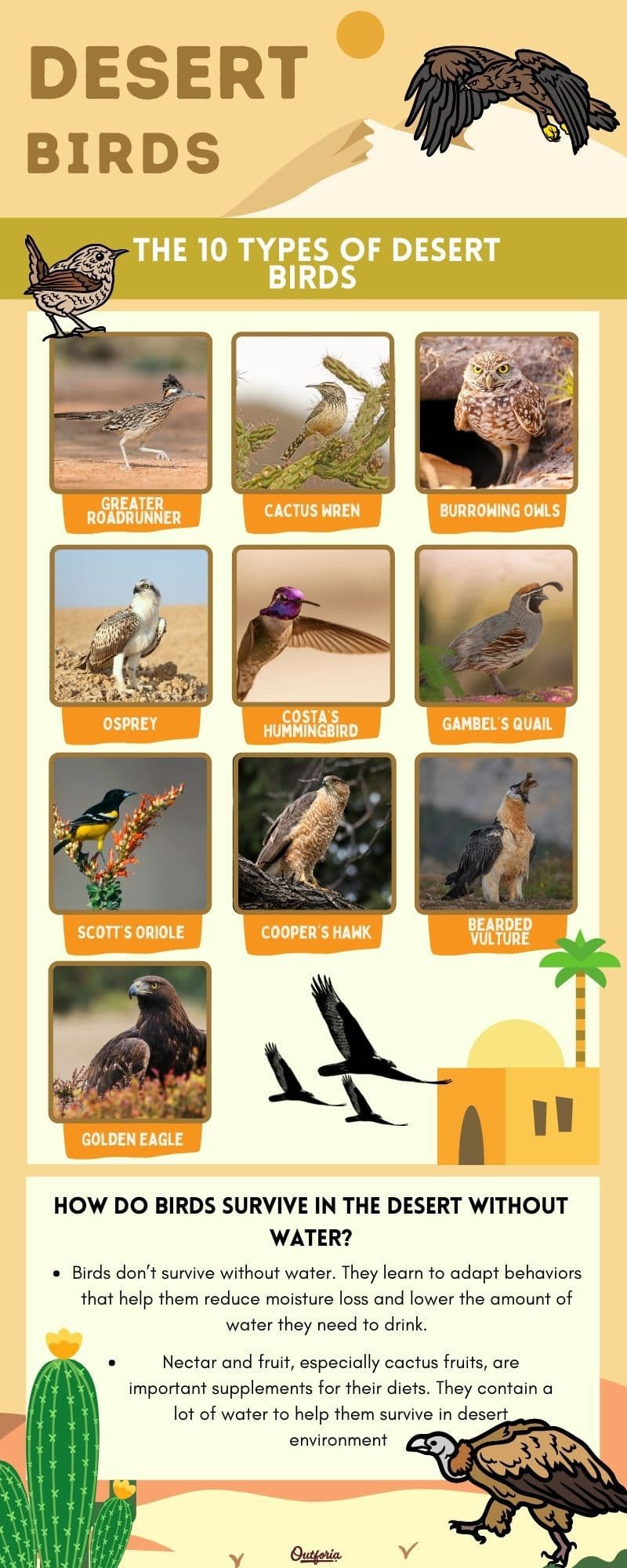 desert birds chart with images and names