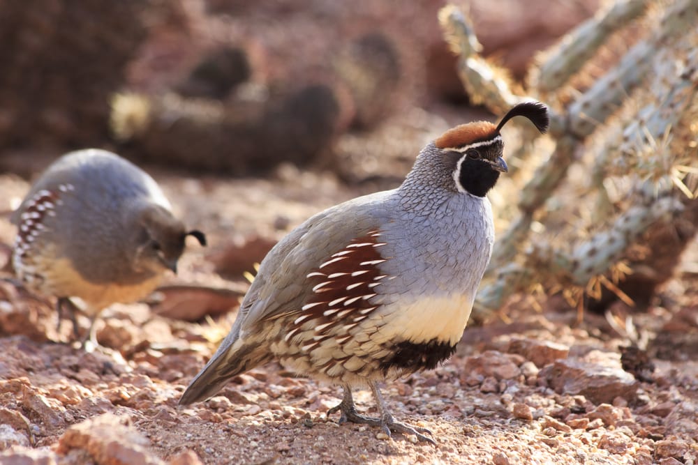 Two gambel's quail foraging in the desert