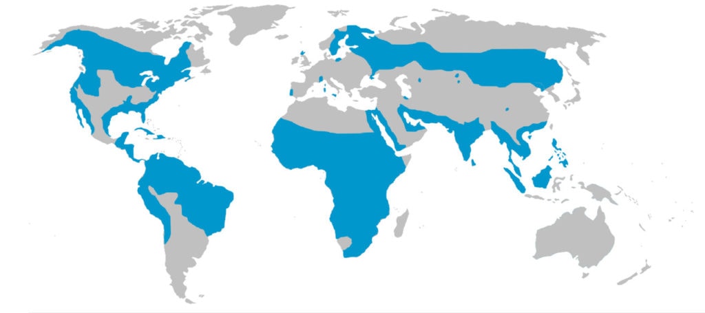 global range map of osprey