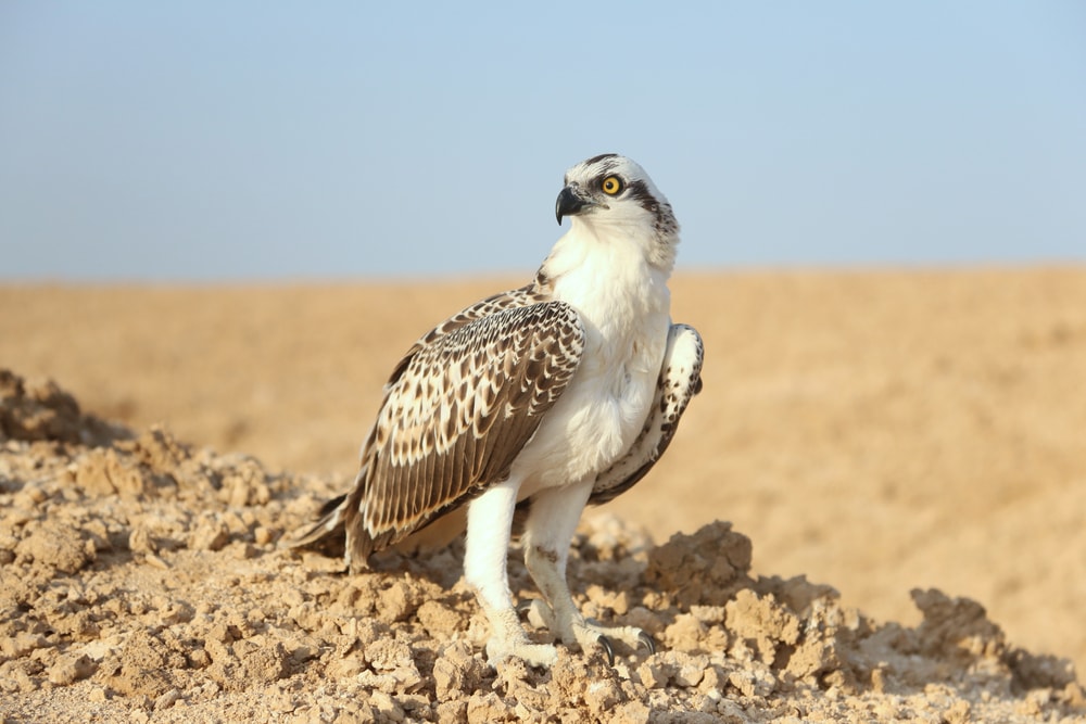 portrait of osprey sitting on rock ridge in Sahara Desert Observation