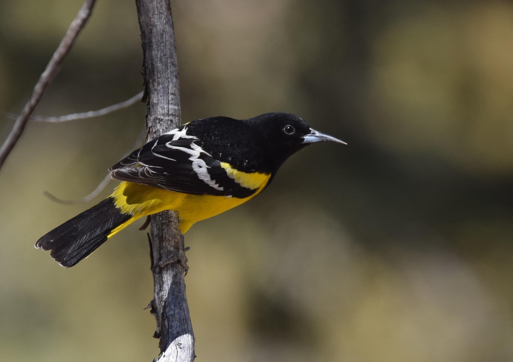 Scott's oriole perched on a branch showing its bright yellow plumage
