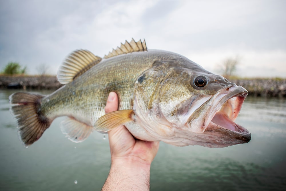image of largemouth bass. one of the fish in Lake Michigan, held in hand out of water